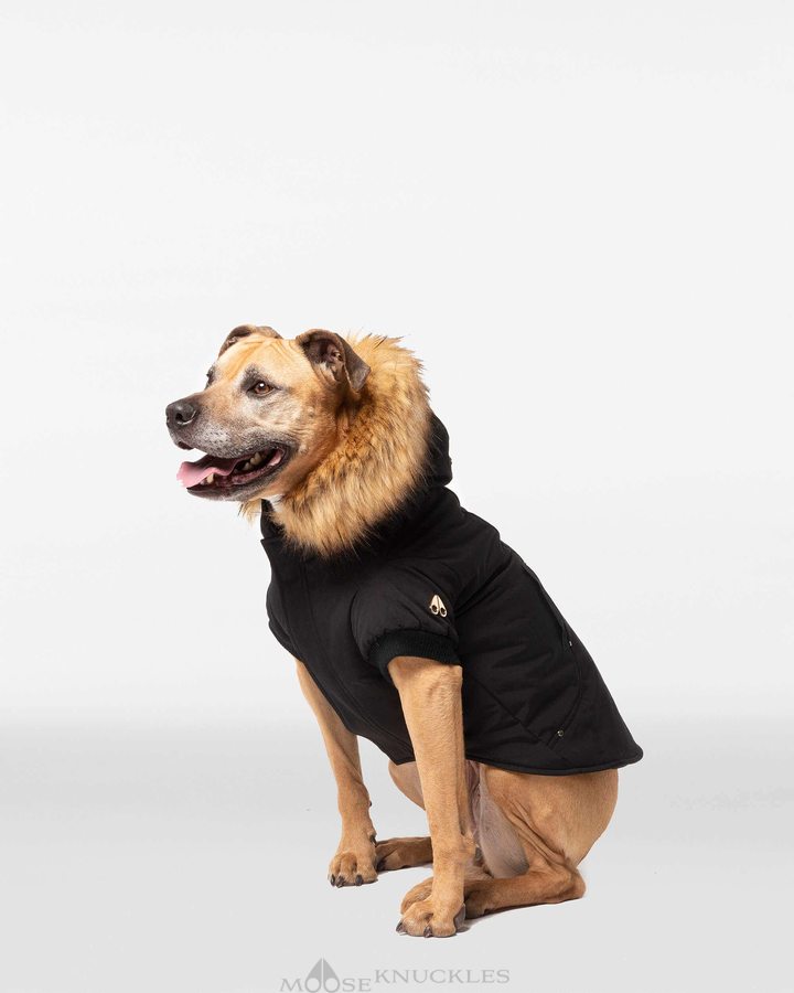 Pet Moose Knuckles Pooch Parka Femme Noir Doré | VNGTD-8427