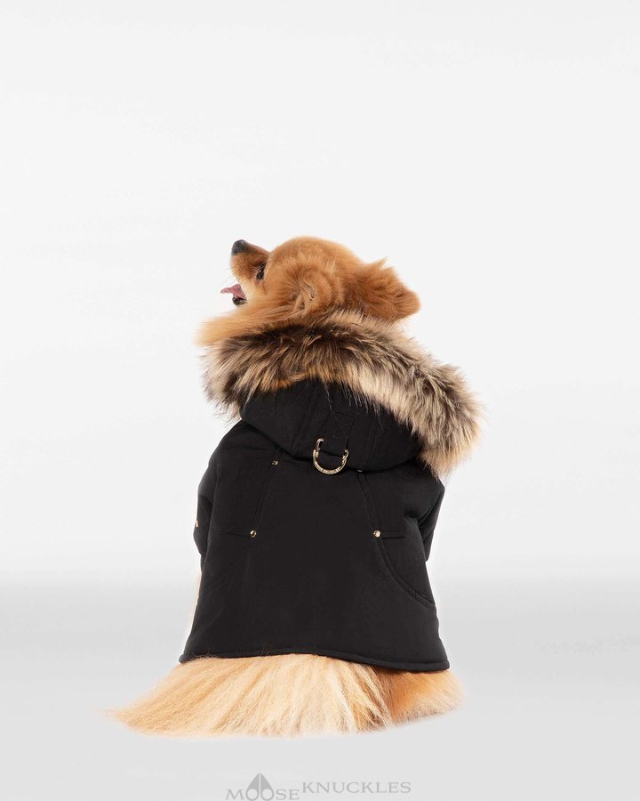 Pet Moose Knuckles Pooch Parka Femme Noir Doré | VNGTD-8427