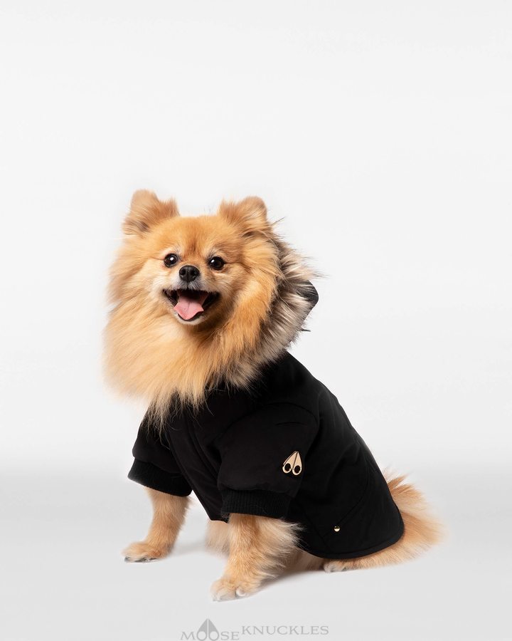 Pet Moose Knuckles Pooch Parka Femme Noir Doré | VNGTD-8427