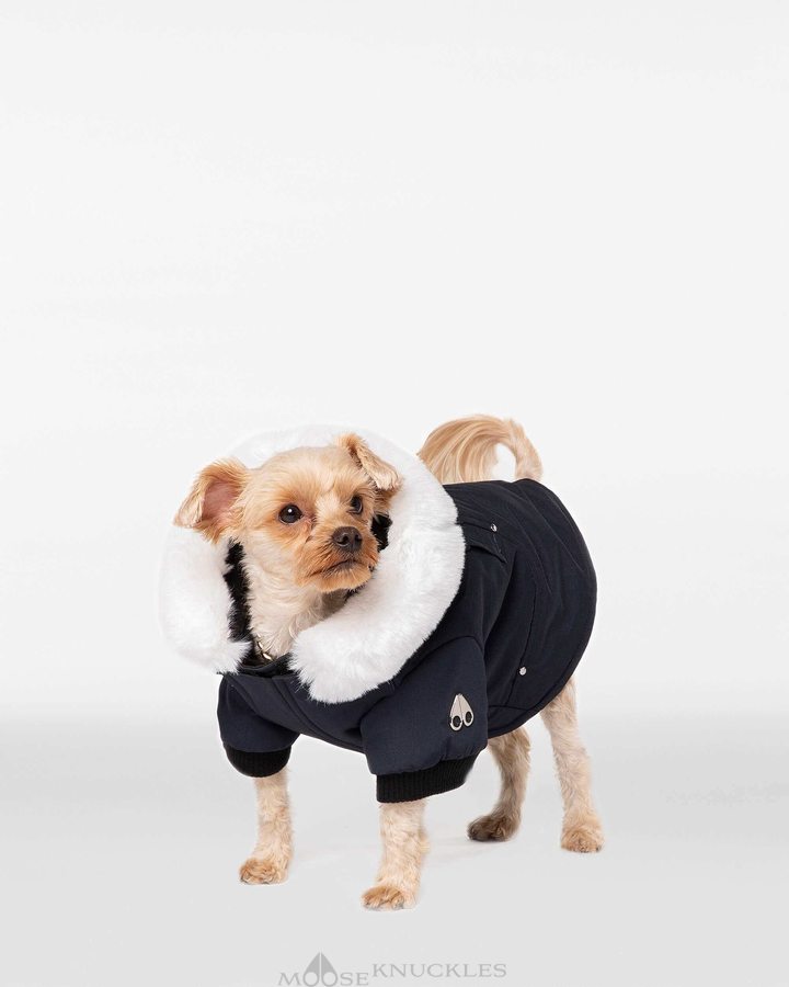 Pet Moose Knuckles Pooch Parka Homme Bleu Marine Blanche | BCQVG-5978