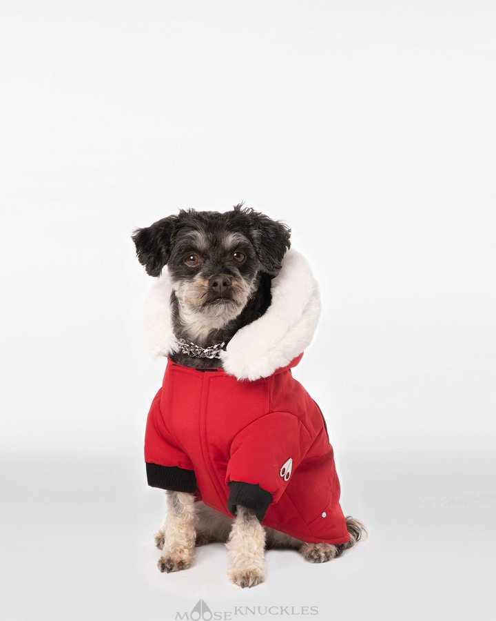 Pet Moose Knuckles Pooch Parka Homme Rouge Foncé Blanche | XMOFC-9172